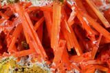 Bright Orange Crocoite Crystal Cluster - Tasmania #171654-1